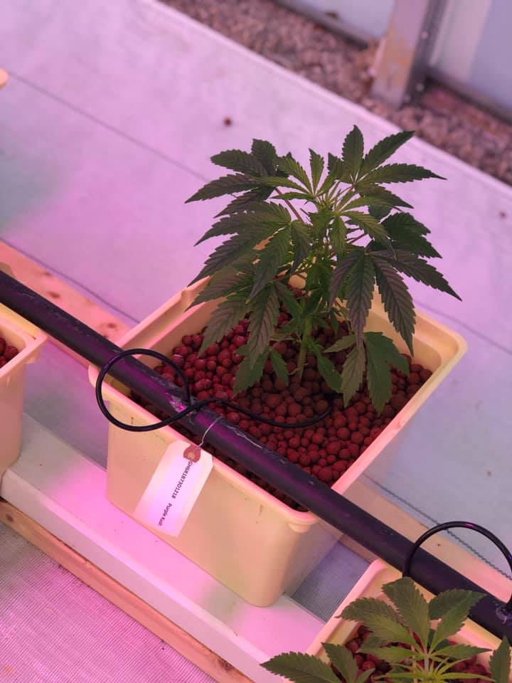 Hydroponics 11L Dutch Bucket System Shanghai Dehuan Industry Co. , Ltd