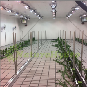 Rolling Benches With Trellies For Hydroponics