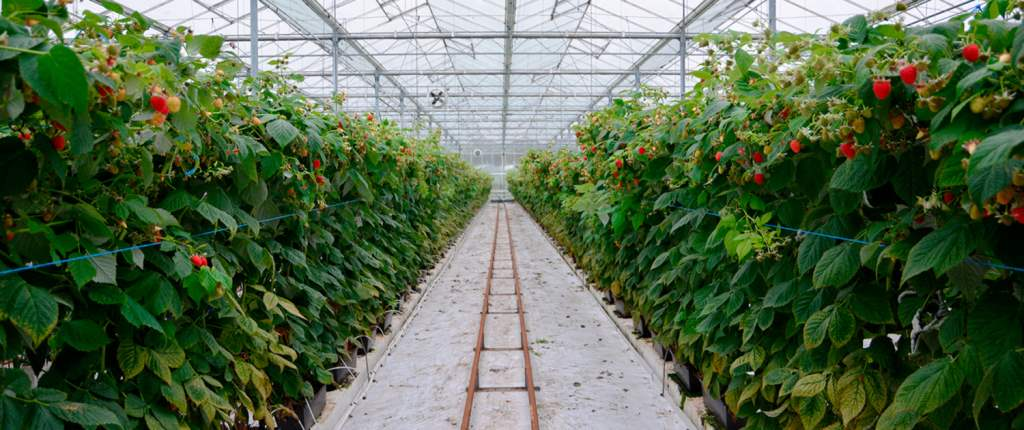 Raspberry Grow