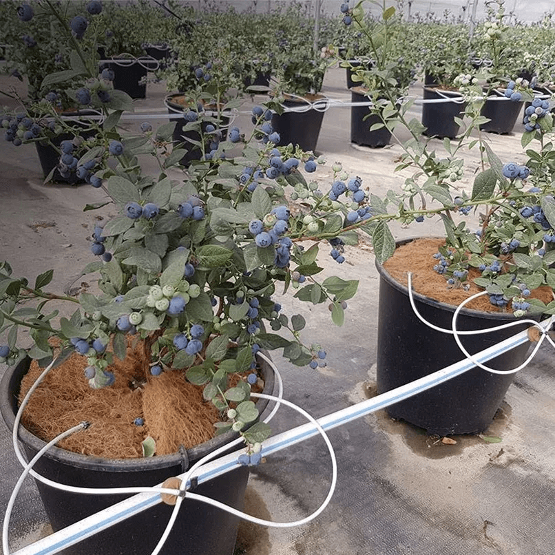 https://www.naturehydro.com/30l-blueberry-grow-pot.html