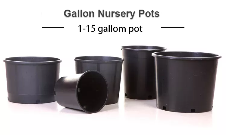 15 gallon pot