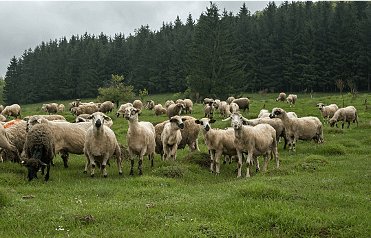 Serbian media reported that the size of the Serbian livestock industry is decreasing year by year