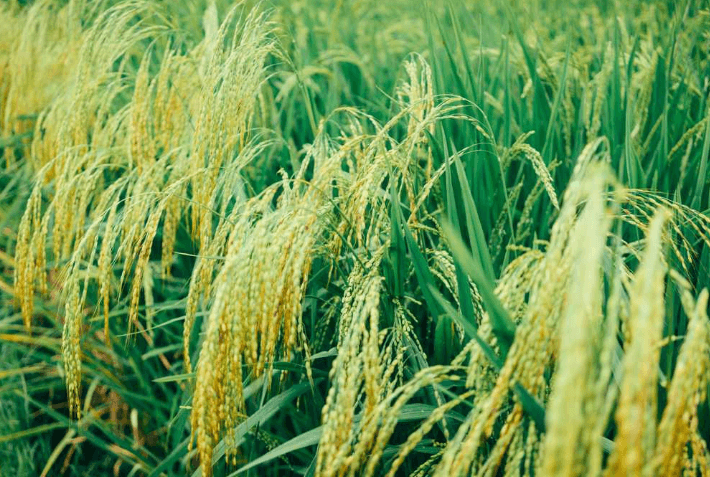 USDA plans to provide up to $250 million in financial assistance to rice farmers