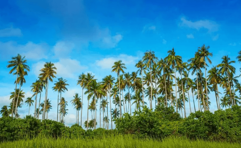 Malaysia’s largest palm oil producer warns El Nino could hit palm oil production