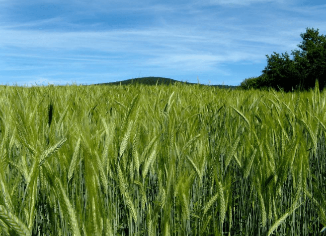Brazil approves cultivation and marketing of drought-resistant genetically modified wheat