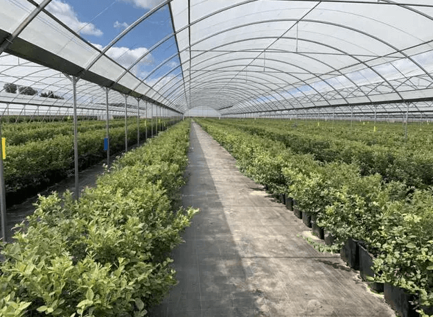 Yunnan Dayao County: blueberries staggered market products in short supply