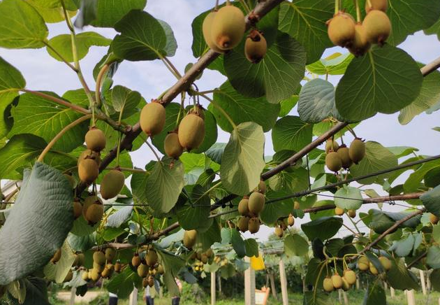 Kiwifruit Supplies Feared to Decline as New Zealand Continues to Suffer Bad Weather
