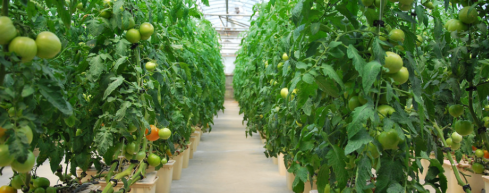 Agriculture