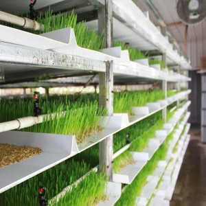 Commercial Modular Fodder System
