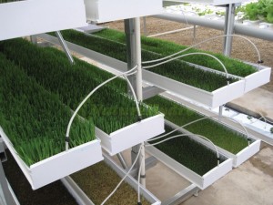 Hydroponic Green Fodder Barley System