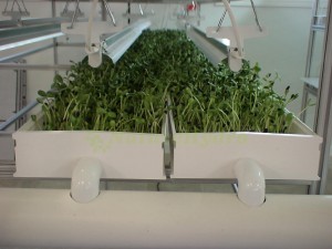 Animal Fodder Container Microgreen System