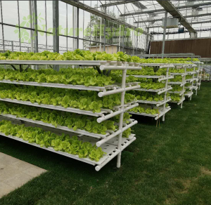 Hydroponic I Shaped Nft Grow System For Sale