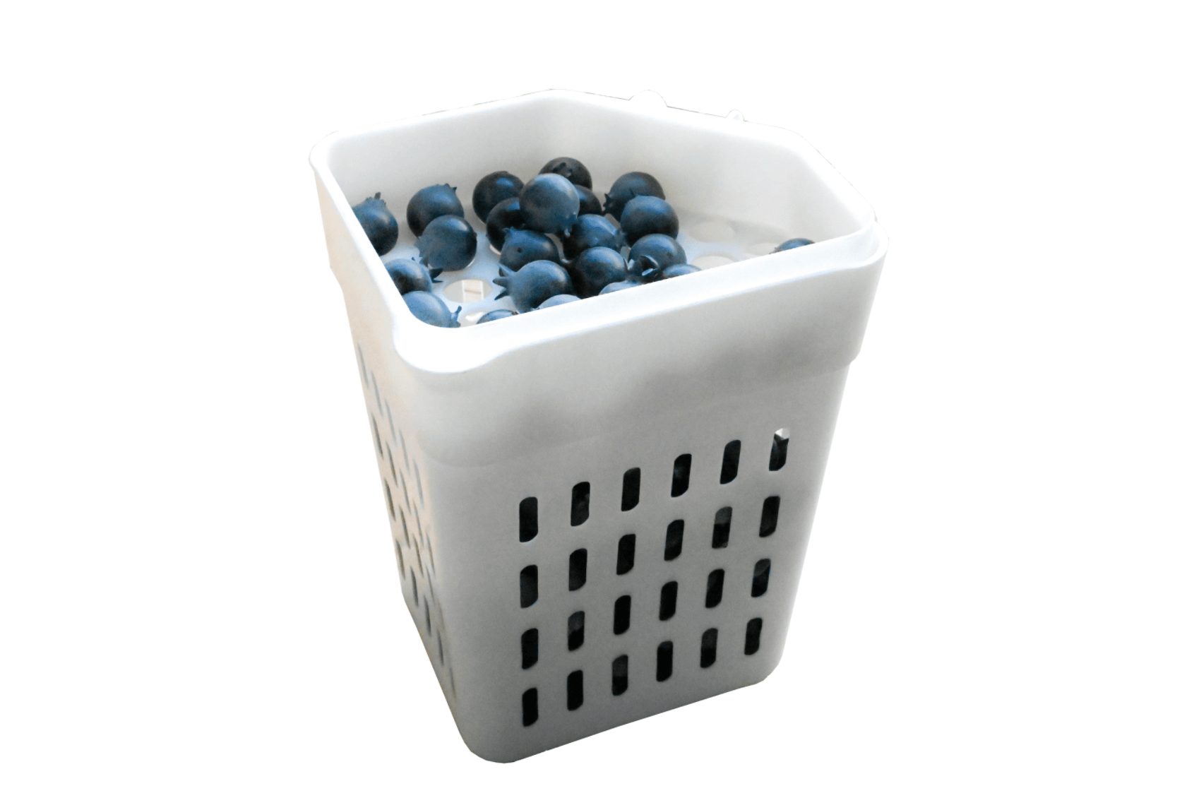 blueberry picking buckets