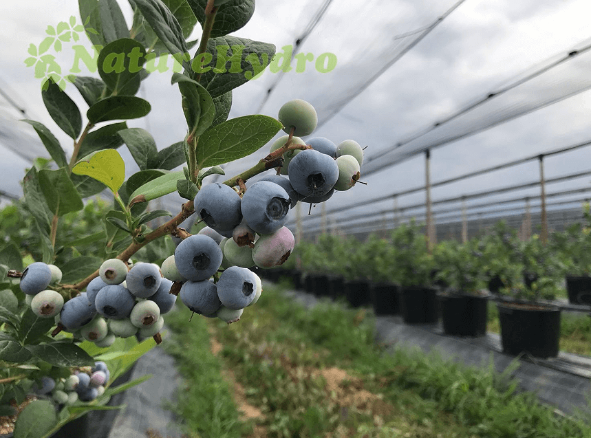 blueberry plant pot size