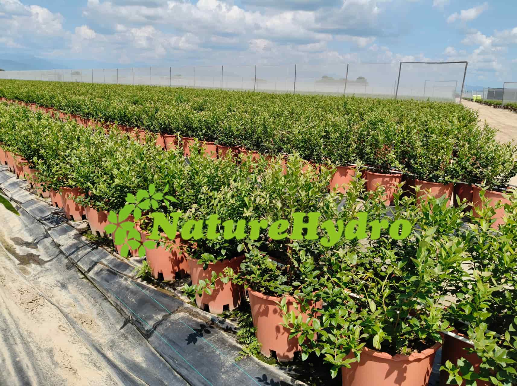 https://www.naturehydro.com/wholesale-35l-round-pot.html