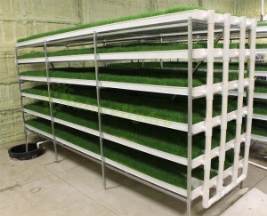 Daily Output 125kg Layer Barley Fodder System