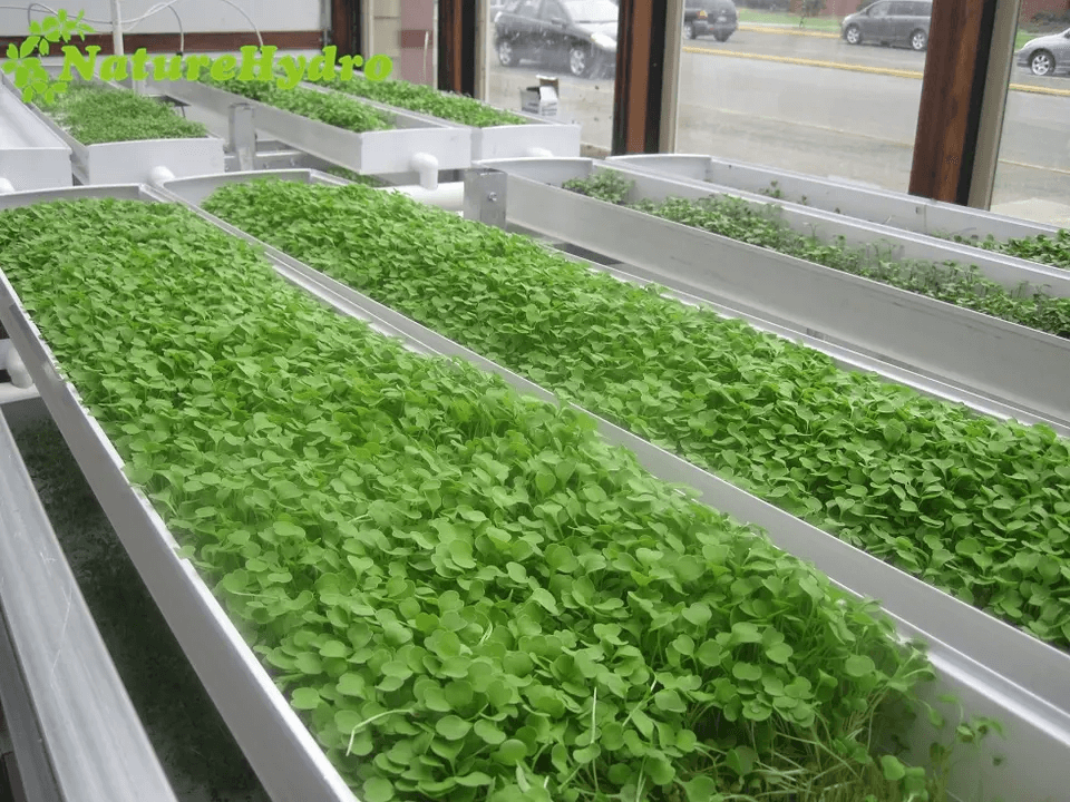 microgreen fodder system