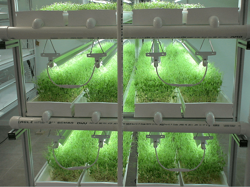 microgreen growing system