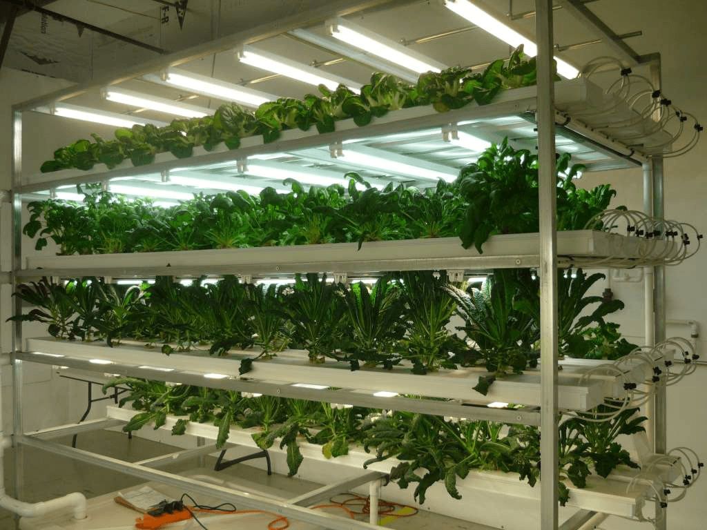 nft system for lettuce