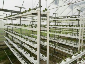 I Shaped Nft Grow System Wholesale For Greenhouse