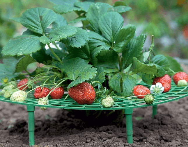 strawberry holder